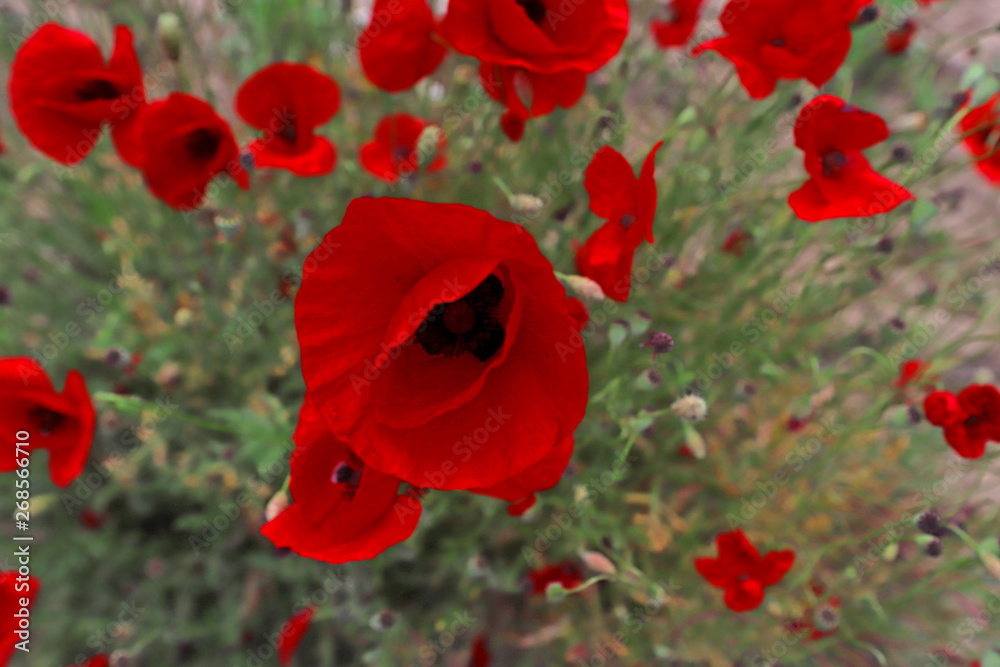 Fototapeta premium Poppy flower (Papaver rhoeas), Papaveraceae (Papaveraceae)