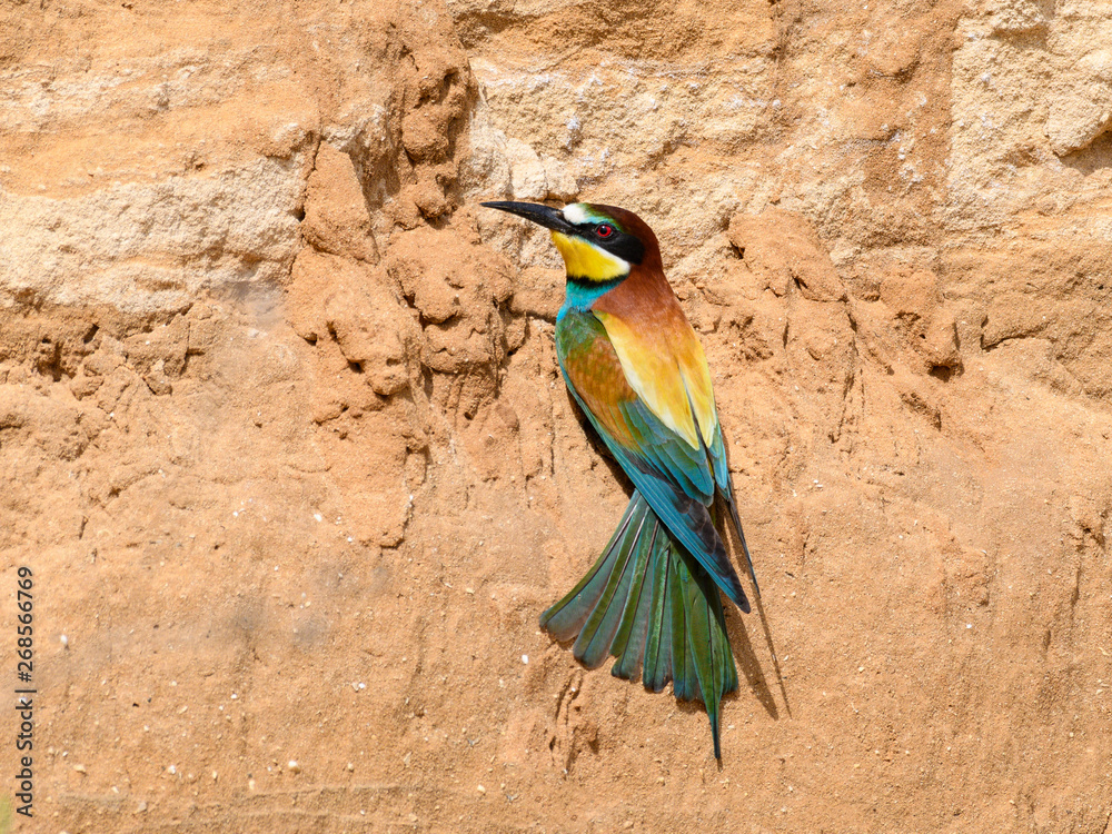 European Bee-Eater Perched on Clay Wall in Spring European Bee-Eater Perched on Clay Wall in Spring