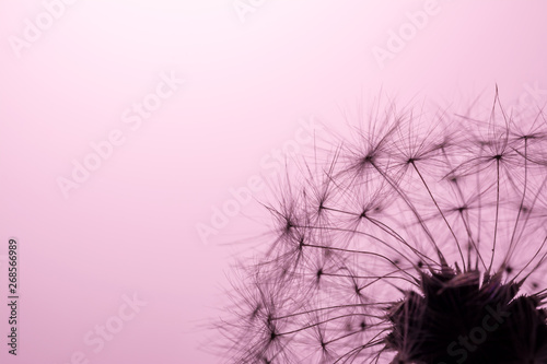 Dandelion seeds close-up macro in sunlight on a soft, gently pink, coral color background. Allegory of purity and lightness.