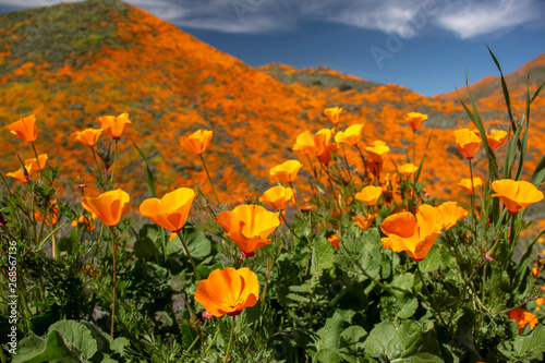 Orange Poppy Super Bloom