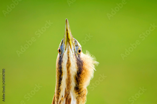  Bittern. Green nature background. Bird: Eurasian Bittern. Botaurus stellaris. photo