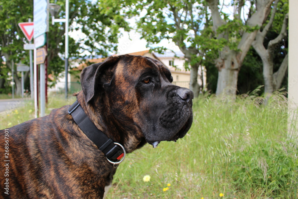 chien cane corso