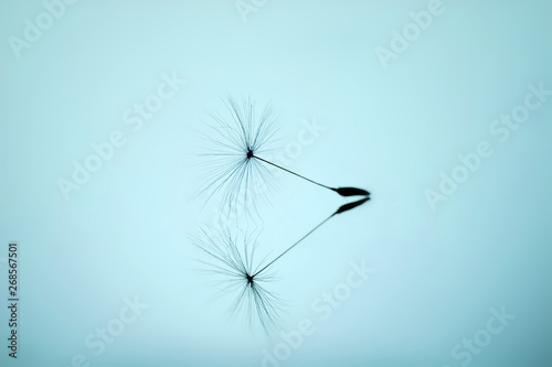 Dandelion seed close-up macro on a mirror surface on a soft clear blue sky background. Allegory of purity and lightness.