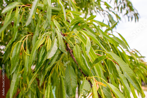 Fototapeta Naklejka Na Ścianę i Meble -   green almond leaves, summer tree, unripe almond nut