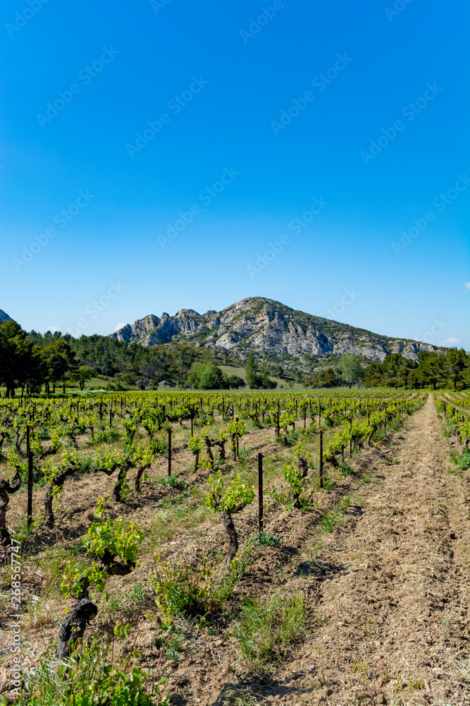 Production of rose, red and white wine in Alpilles, Provence, South of France, vineyard in early summer