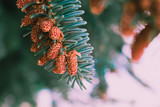  spruce needles and cones, summer