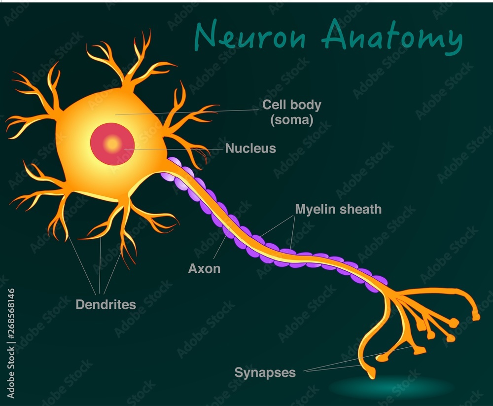 Free Stock Photo of nerve cell Silhouette | Download Free Images and Free  Illustrations