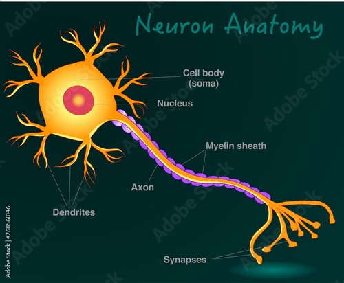 Neuron anatomy. Yellow  neuron  diagram. Simple expression nerve cell structure. Dark green background. 2d drawing illustration. Vector.
