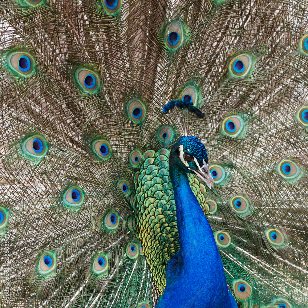 Obraz premium Fanning Peacock filled frame