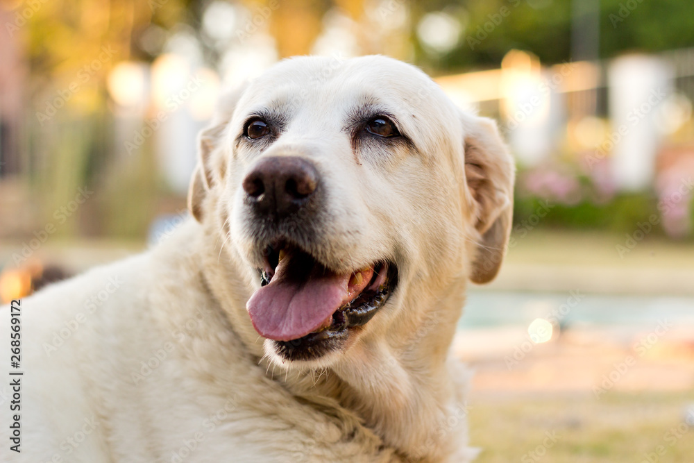 Old Labrador retriever looking content