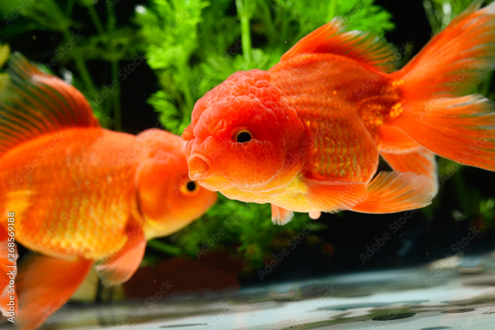 Goldfish carassius auratus background aquatic plants Goldfish carassius auratus background aquatic plants