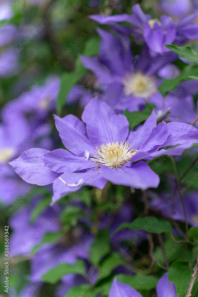 Large purple Clematis flowers in a garden in the Spring Large purple Clematis flowers in a garden in the Spring