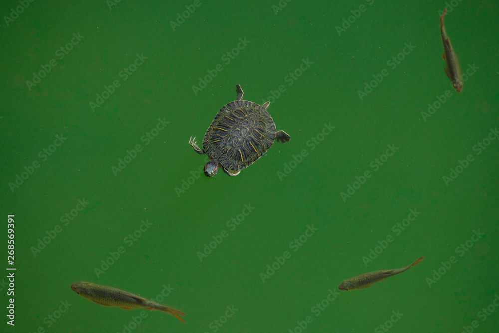 Obraz premium Aerial close up view of two turtles swimming along with fishes in the lake