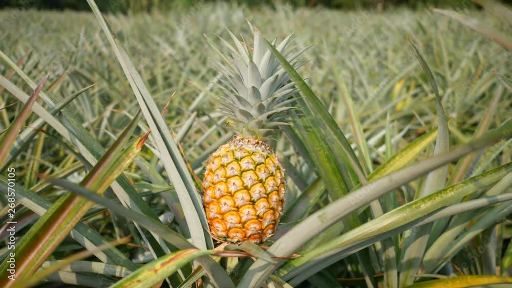Close up of Yellow pineapple in plantation field. Tropical pineapple fruit with natural farm Close up of Yellow pineapple in plantation field. Tropical pineapple fruit with natural farm