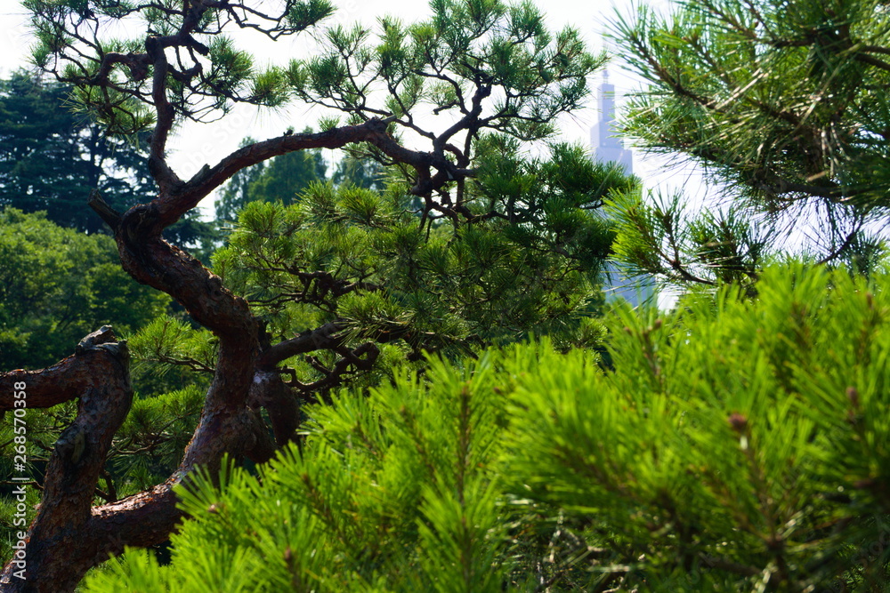 tree in the park
