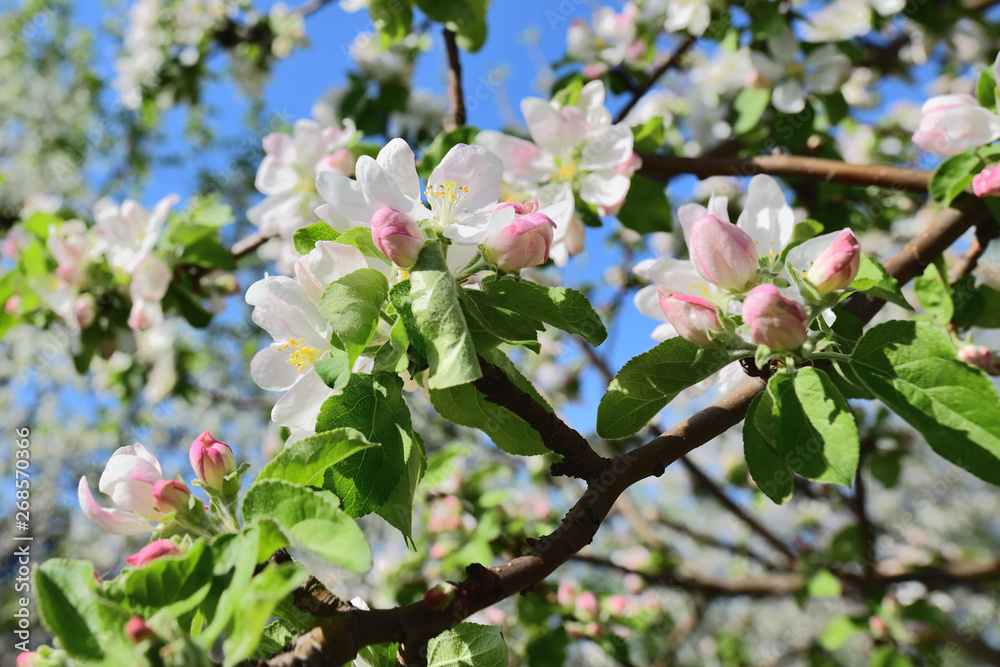 apple tree branch with white flowers in sunny morning apple tree branch with white flowers in sunny morning