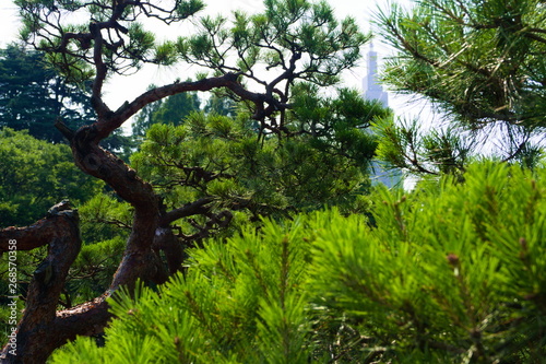 tree in the park