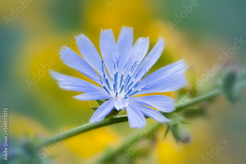 Common Chicory blue flower close-up with yellow blurred background
