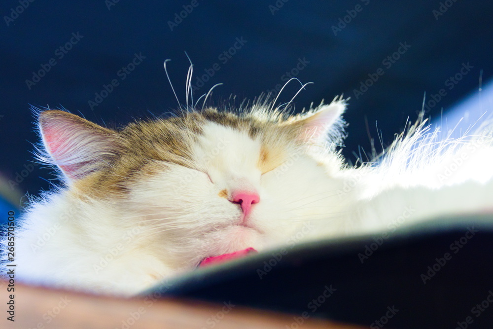 cat with blue eyes