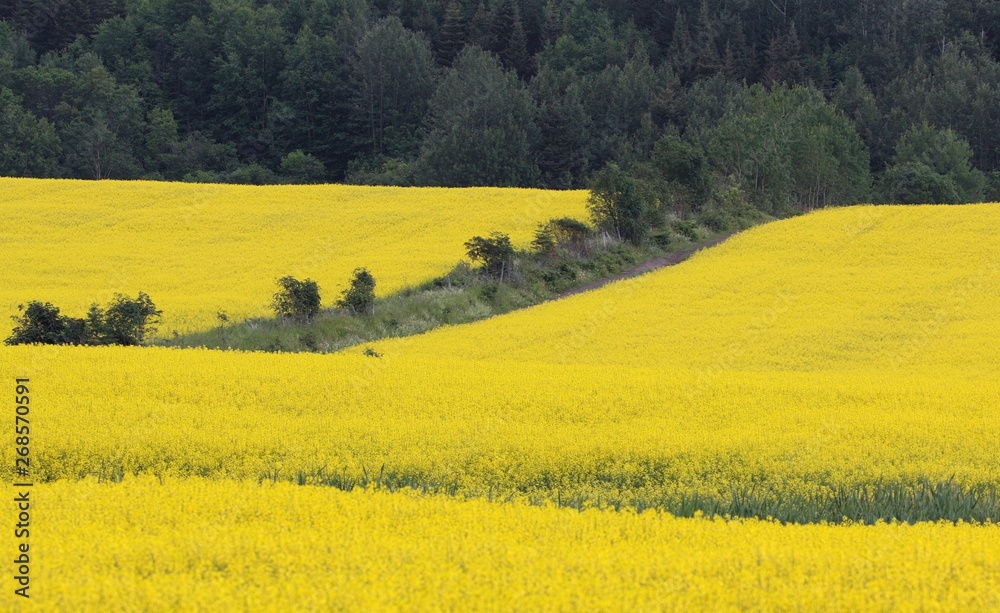 Yellow Canola flowers field landscape