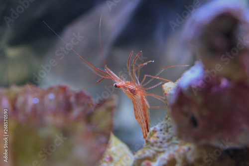 Close-up of live Peppermint Shrimp under water
