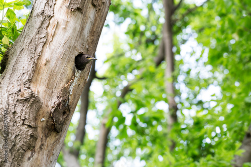 tree coffin baby starling bird