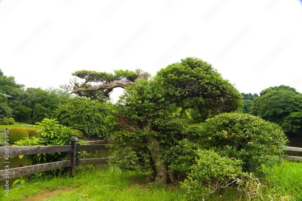 trees in park