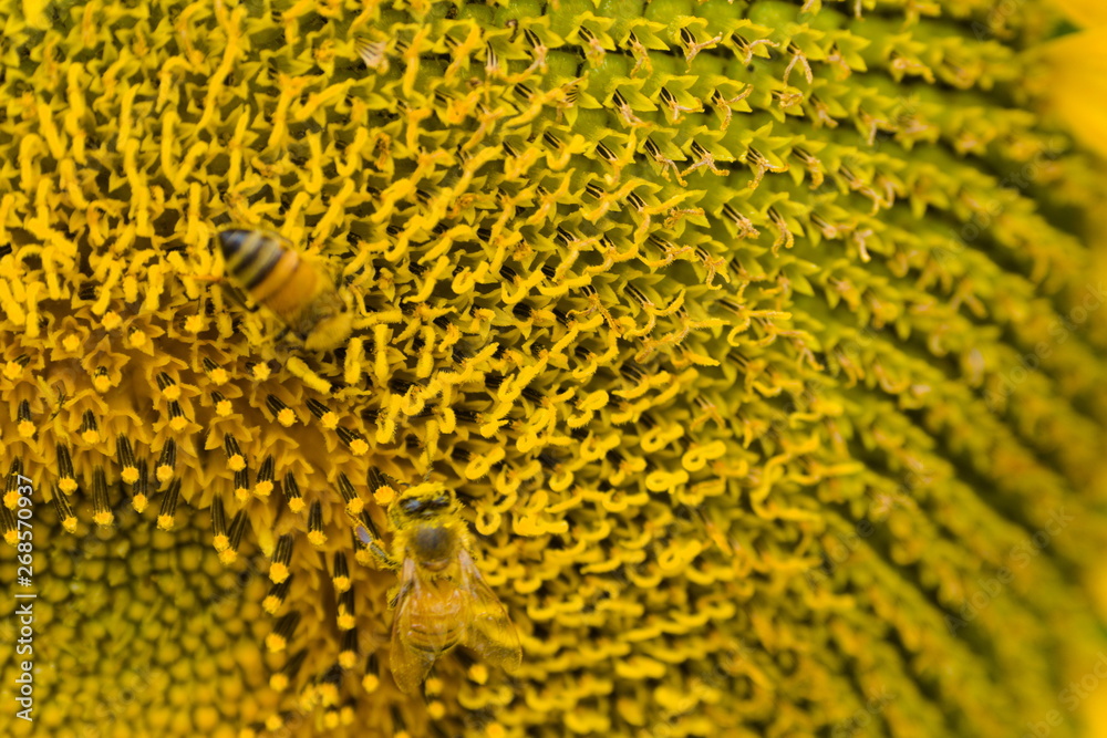 closeup of sunflower