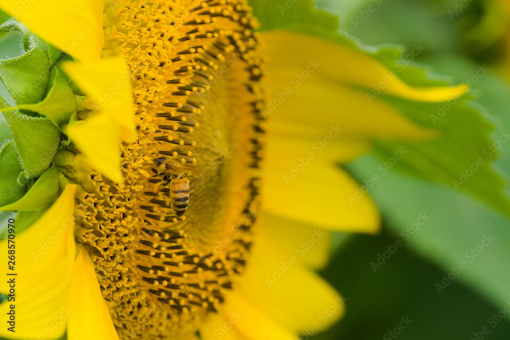 sunflower and bee
