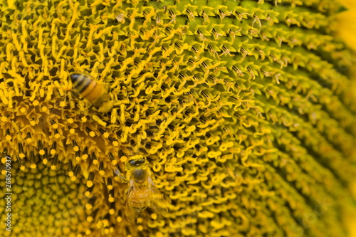 Obraz na płótnie closeup of sunflower w salonie