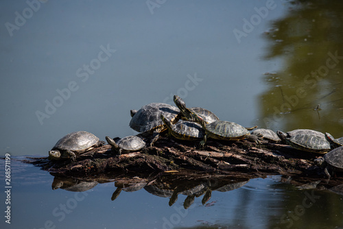Aerial view of multiple turtles resting on a tree branch in the middle of the water