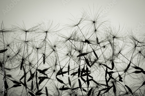 Macro dandelion seeds closeup in sunlight. Allegory of purity and lightness. Black and white photo.