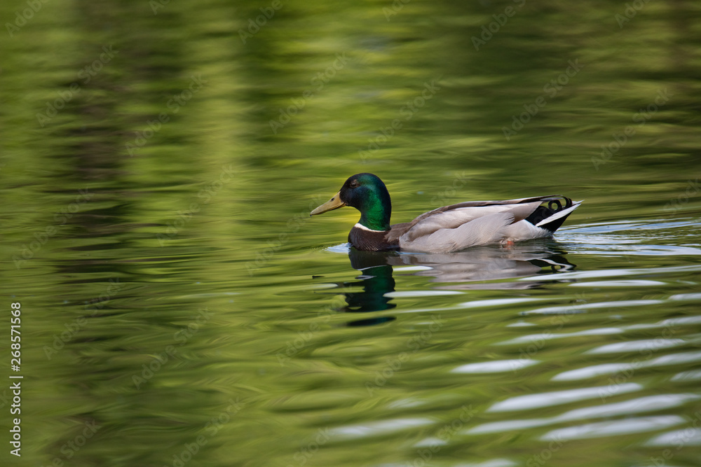 single duck swimming in the green water single duck swimming in the green water