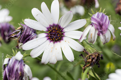 Chamomile daisies, Osteospermum fruticosum photo