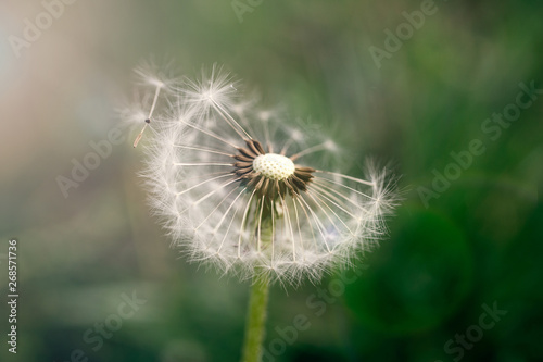 art photo of dandelion seeds close up on natural blurred background