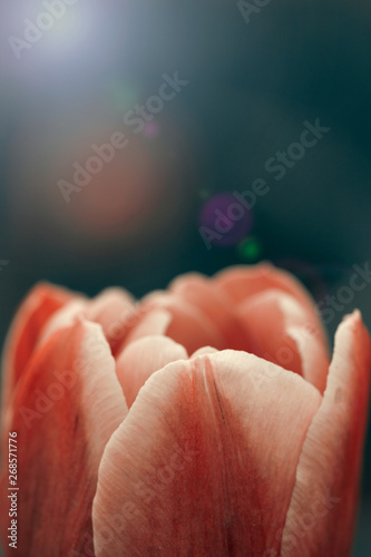 Vibrant close up on orange  red and yellow tulip petals beautifully illuminated using backlit