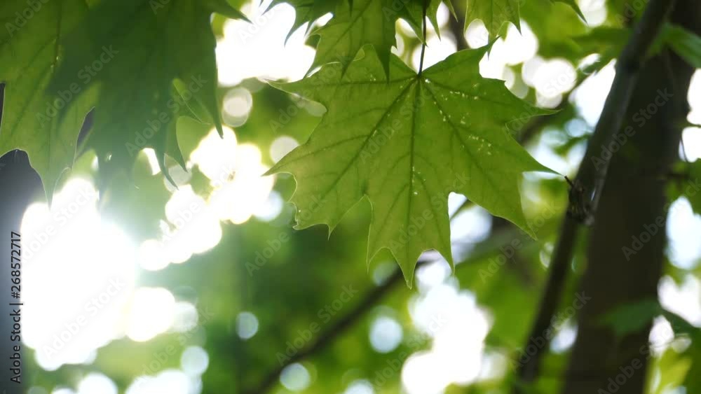 Maple leaves on the background of the Sunny sky. The sun shines through the leaves of the trees. Effects of solar radiation on vegetation Maple leaves on the background of the Sunny sky. The sun shines through the leaves of the trees. Effects of solar radiation on vegetation