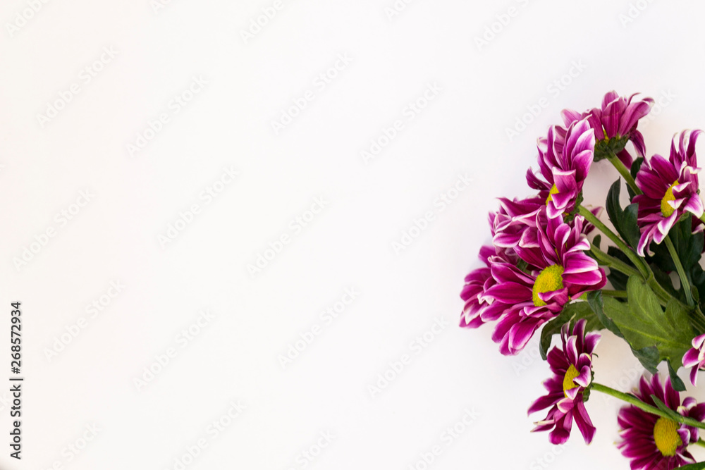 Obraz premium A bouquet of pink chrysanthemums with a yellow heart on a white background.