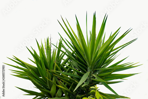 Palm isolated on white background.