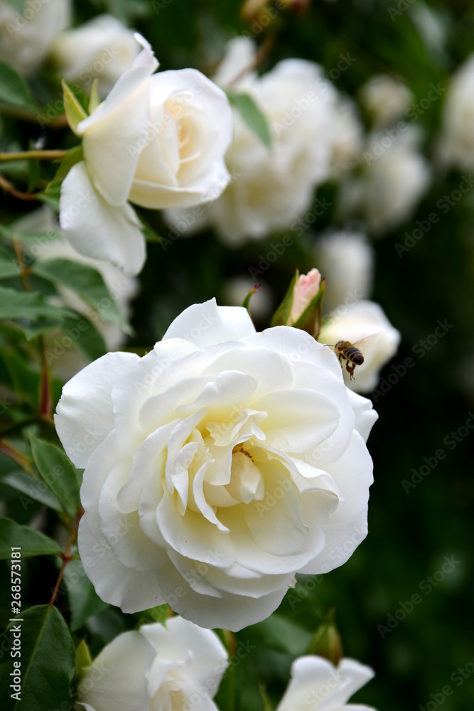 Weiße Rose im Park Weiße Rose im Park
