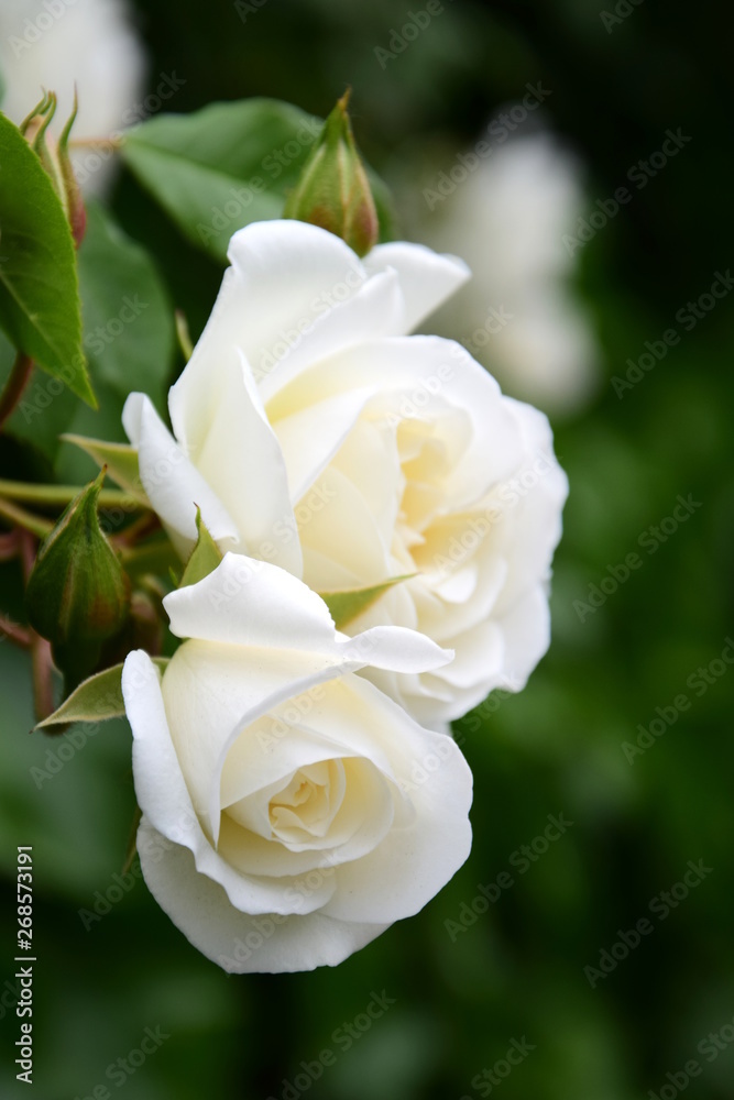 Weiße Rosen im Park Weiße Rosen im Park