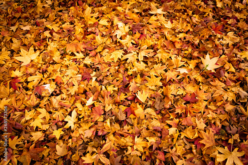 autumn leaves autumn leaves