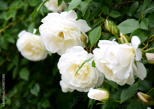 Weiße Rosen - Rosenbusch im Park