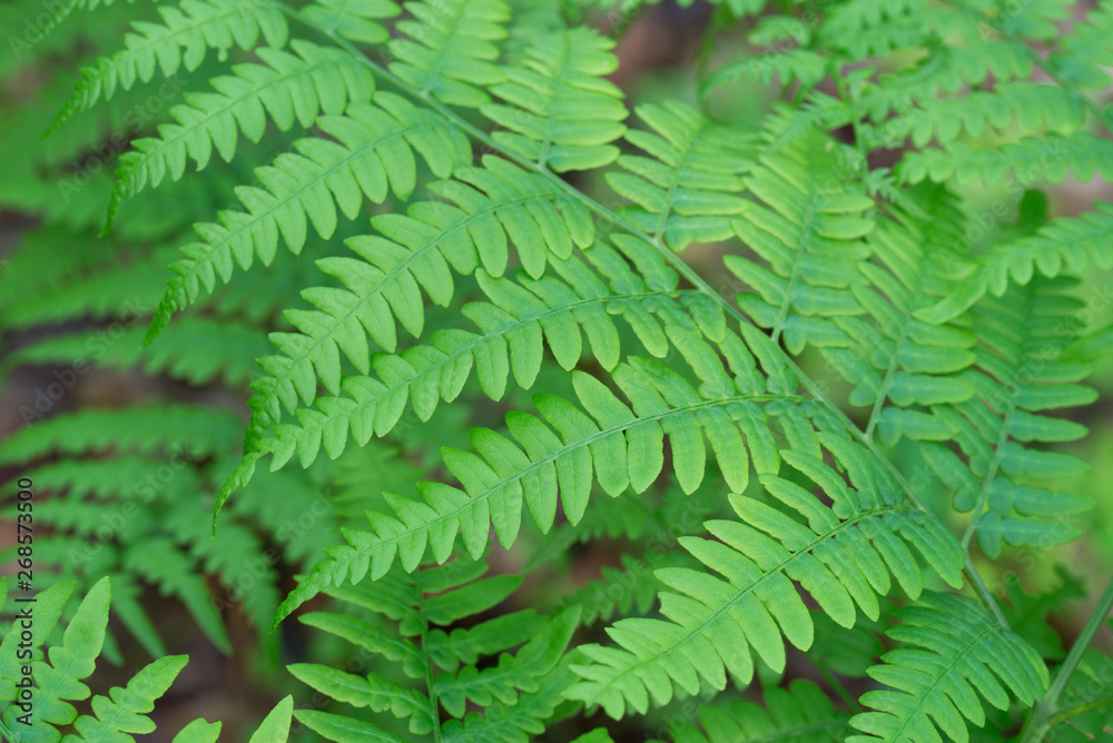 fern Pteridium aquilinum bracken, brake spring green leaves macr