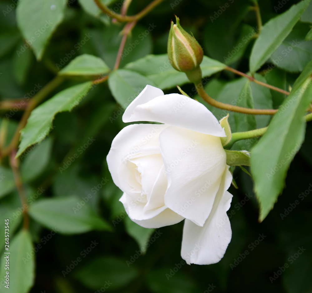 Weiße Rosen - Rosenbusch im Park Weiße Rosen - Rosenbusch im Park