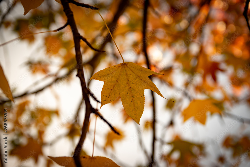autumn leaves autumn leaves
