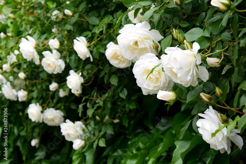 Weiße Rosen im Park