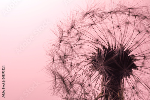 Dandelion seeds close-up macro in sunlight on a soft  gently pink  coral color background. Allegory of purity and lightness.