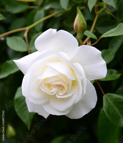 Weiße Rosen im Park