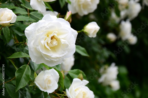 Weiße Rosen im Park